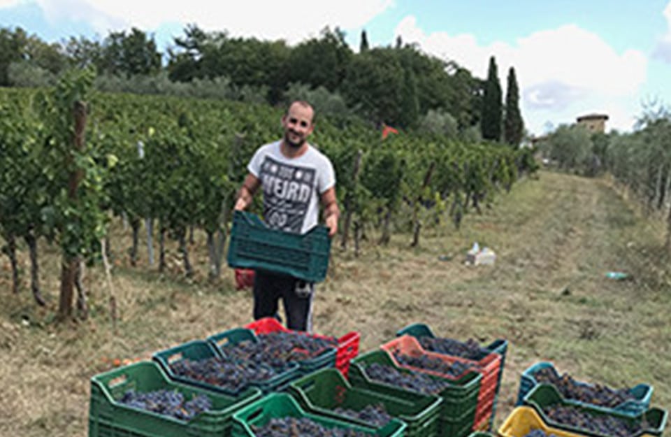The Grape Harvest in Tuscany 'Vendemmia' 2017 2024