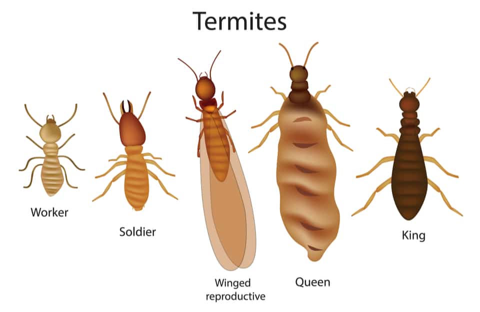 Types of Termites