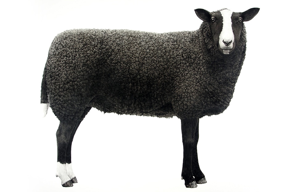 Jonathan Delafield Cook Sheep 2019 charcoal on linen 96 x 112 cm